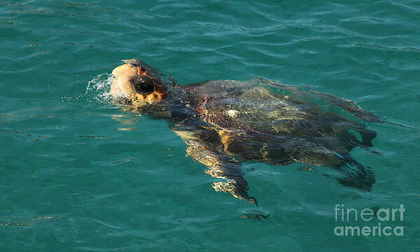 Turtle Art Print featuring the photograph Turtle by Milena Boeva