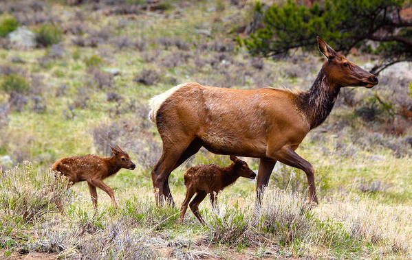 Elk Art Print featuring the photograph Twin Elk Calves by Shane Bechler