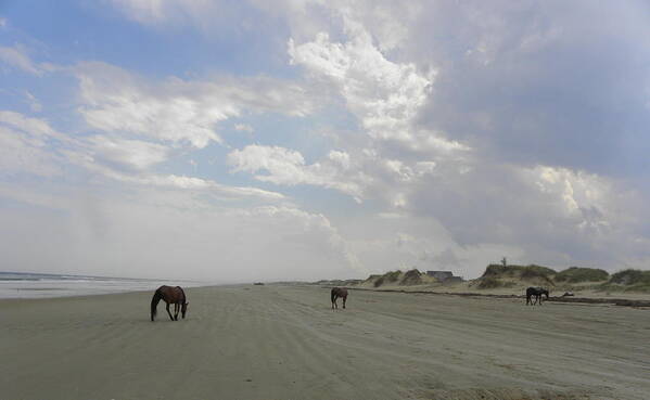 Wild Spanish Mustangs Art Print featuring the photograph Wide Open To Roam At Sundown by Kim Galluzzo