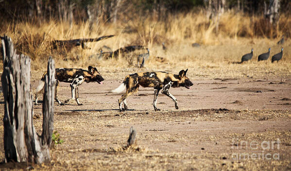 Wild-dogs Art Print featuring the photograph Wild Dogs by Gualtiero Boffi