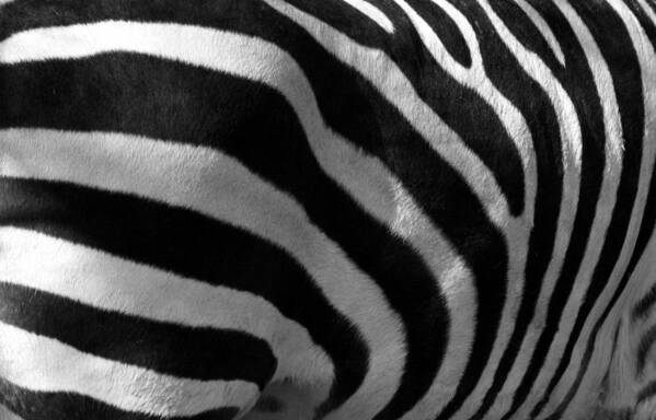 Zebra Art Print featuring the photograph Zebra Stripes by Cindy Haggerty