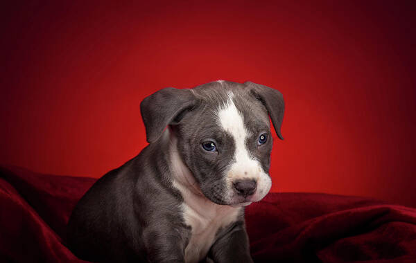 Adorable Art Print featuring the photograph American Pitbull Puppy #1 by Peter Lakomy