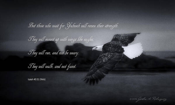 Bald Eagle Art Print featuring the photograph Bald Eagle in Flight With Bible Verse by John A Rodriguez