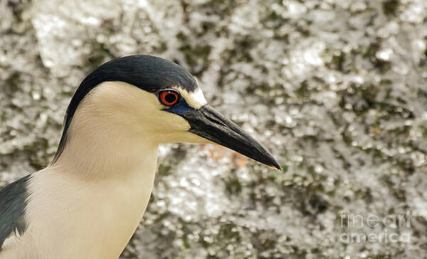 Heron Art Print featuring the photograph Black crowned night heron portrait #1 by Sam Rino