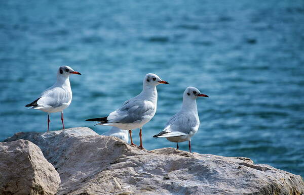 Nature Art Print featuring the photograph Black-headed gulls, chroicocephalus ridibundus #1 by Elenarts - Elena Duvernay photo