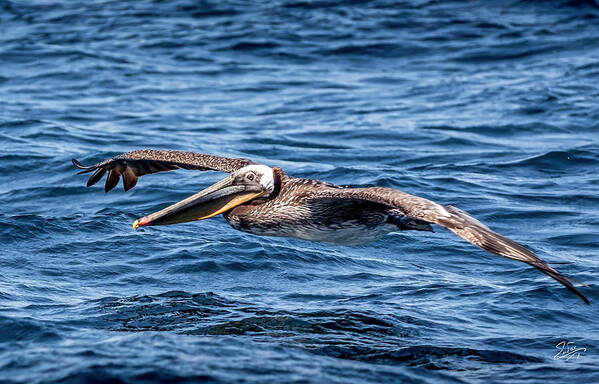 Brown Pelican Art Print featuring the photograph Brown Pelican 4 #1 by Endre Balogh