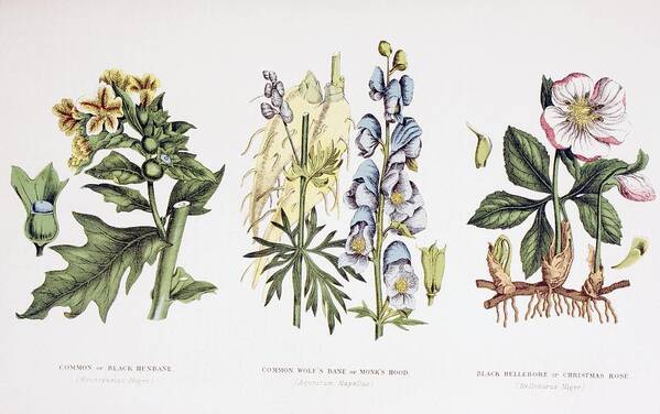 Henbane Art Print featuring the drawing Common Poisonous Plants. Left To Right #1 by Vintage Design Pics
