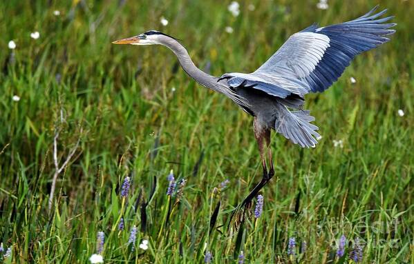 Great Blue Heron Art Print featuring the photograph Great Blue Landing #1 by Julie Adair