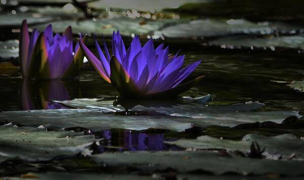 Water Lily Art Print featuring the photograph Lily Belle by Robert McCubbin
