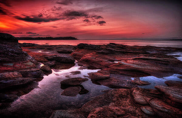 Madrona Point Art Print featuring the photograph Madrona #1 by Randy Hall