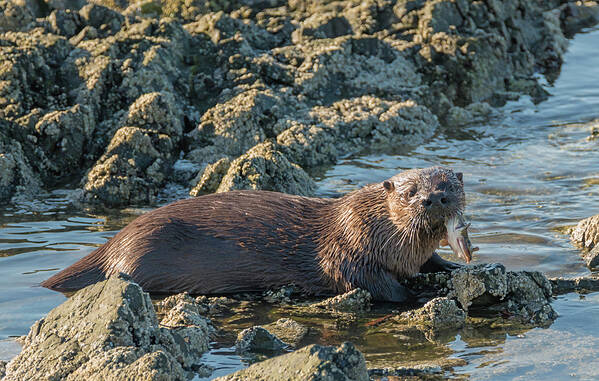 Loree Johnson Photography Art Print featuring the photograph Otter With Fish by Loree Johnson