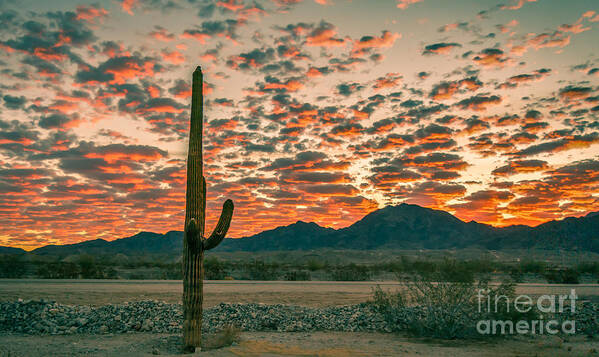 Saguaro Art Print featuring the photograph Sonoran Sunrise #1 by Robert Bales