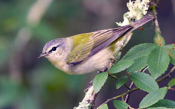 Warbler Photo Art Print featuring the photograph Tennessee Warbler #2 by Jim E Johnson