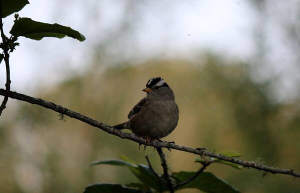 White-crowned Art Print featuring the photograph White-crowned sparrow 2 #1 by Christy Pooschke