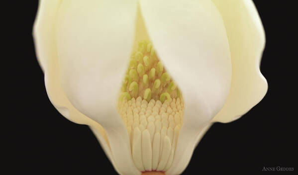 Nature Art Print featuring the photograph Magnolia by Anne Geddes