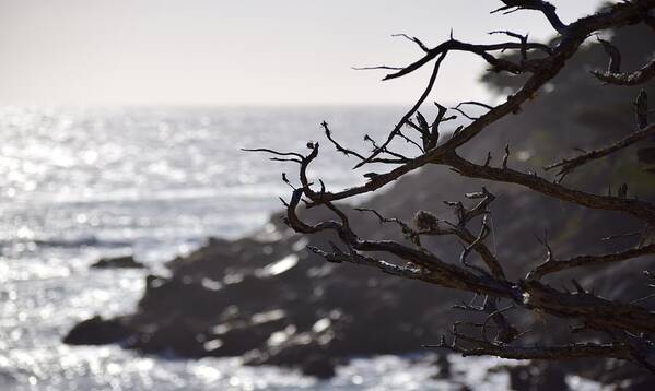 17 Mile Drive Art Print featuring the photograph 17 Mile Drive by Sandy Taylor