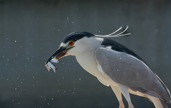 Black Crowned Night Heron Art Print featuring the photograph Double Play #2 by Fraida Gutovich