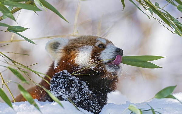 Red Panda Art Print featuring the photograph Red Panda #2 by Jackie Russo