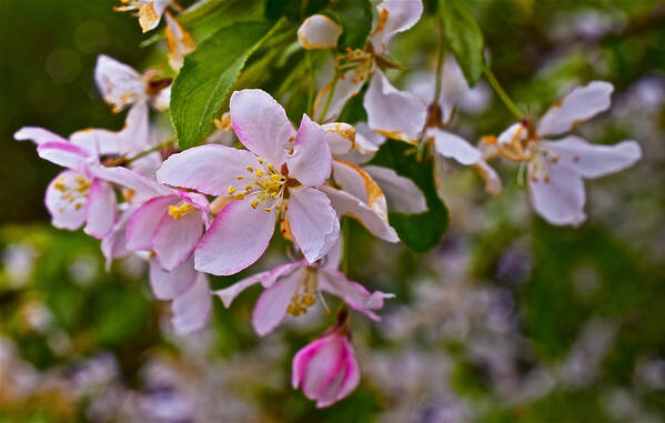 Crabapple Blossoms Art Print featuring the photograph 2015 Spring at the Gardens White Crabapple Blossoms 1 by Janis Senungetuk