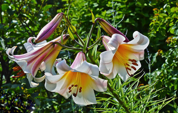 Lilies Art Print featuring the photograph 2015 Summer at the Garden Lilies in the Rose Garden 1 by Janis Senungetuk