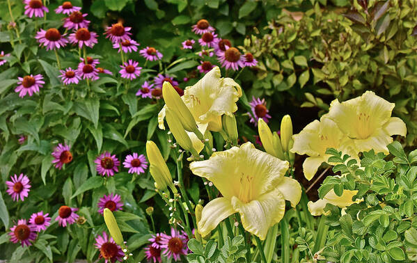 Daylilies Art Print featuring the photograph 2016 August in the Garden Lilies and Coneflowers 1 by Janis Senungetuk
