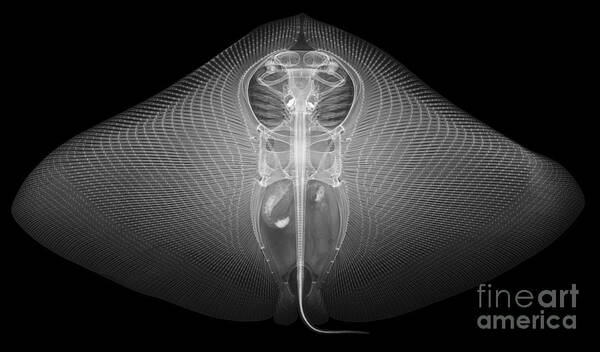 Xray Art Print featuring the photograph Smooth Butterfly Ray, X-ray #3 by Ted Kinsman