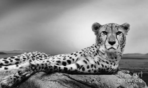 Cheetah Art Print featuring the photograph The Cheetah #3 by Christine Sponchia