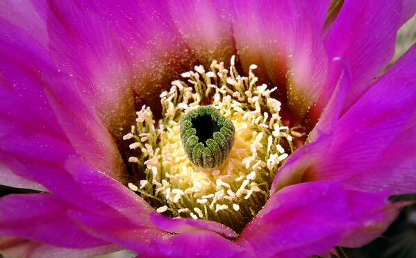Cacti Art Print featuring the photograph Cactus Flower by Bill Morgenstern