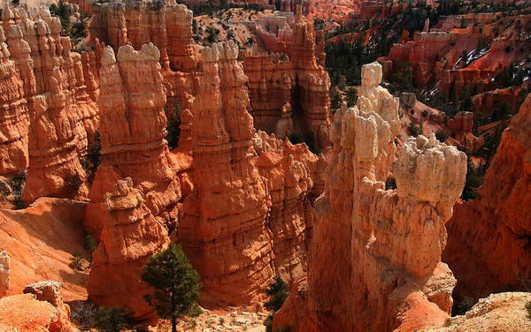 Red Rock Art Print featuring the photograph Bryce Canyon National park #49 by Mark Smith