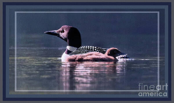 Loons Art Print featuring the photograph A Framed Contemporary Loon Artwork by Sandra Huston