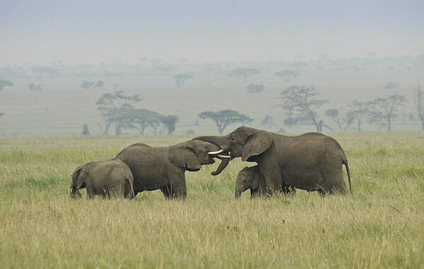 Africa Art Print featuring the photograph A Friendly Little Get-Together by Michele Burgess