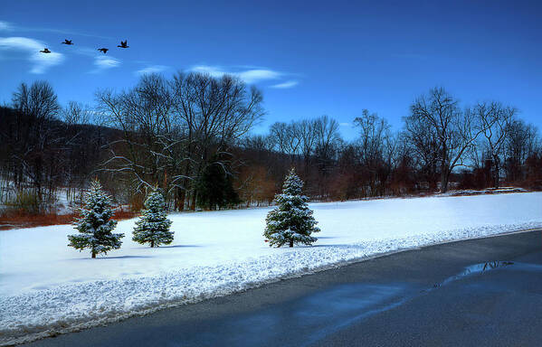 Photograph Art Print featuring the photograph After the Snow by Reynaldo Williams