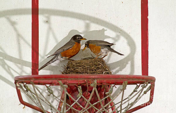 Robin Art Print featuring the photograph American Robin Pair At Nest by Kenneth M. Highfill