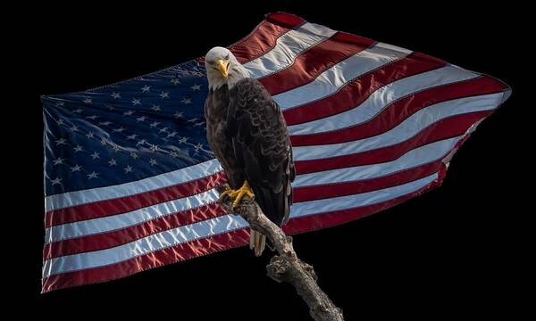 Eagle Art Print featuring the photograph America's Eagle by Holden The Moment