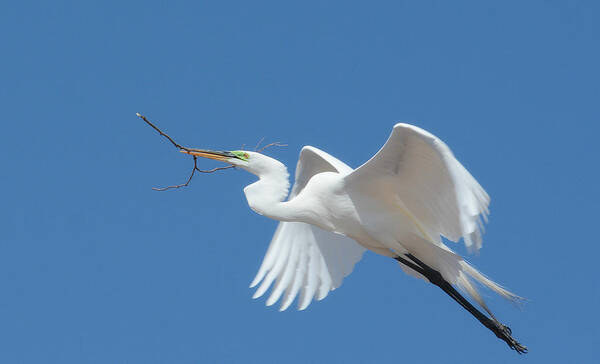 Great Egret Art Print featuring the photograph Angel In Flight by Fraida Gutovich