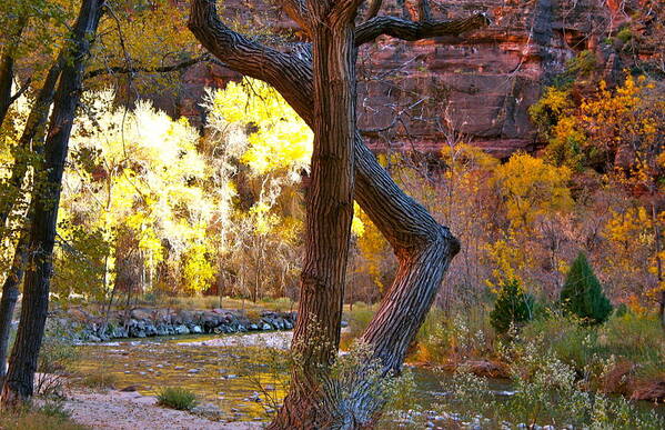 Autumn Art Print featuring the photograph Autumn in Zion by Patricia Haynes