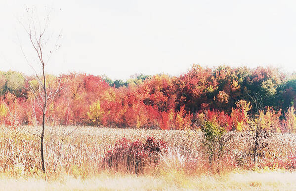 Fall Foliage Art Print featuring the photograph Autumn New England by Geoff Jewett