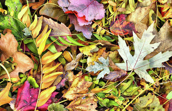 Leaves Art Print featuring the photograph Autumn Pastels by Cate Franklyn