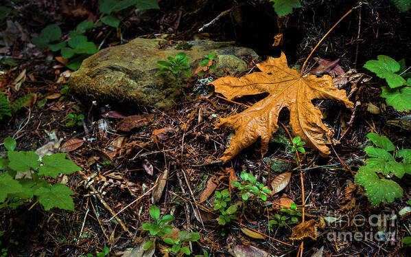 Big Leaf Maple Art Print featuring the photograph Autumn's Treasure by Dean Birinyi