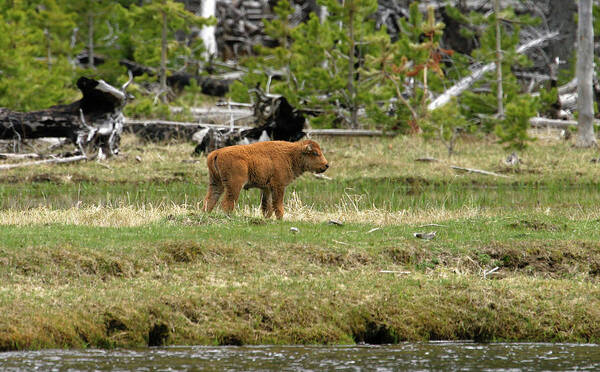 Bison Art Print featuring the photograph Baby Bison by Ronnie And Frances Howard