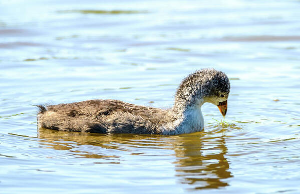 Coot Art Print featuring the photograph Baby Coot by Jerry Cahill