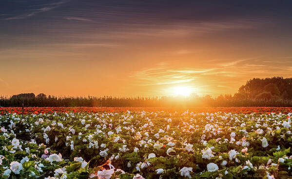 Sunset Art Print featuring the photograph Begonia Farm by Wim Lanclus