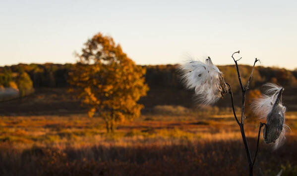 Landscape Art Print featuring the photograph Big Meadows Sunset by Amber Kresge