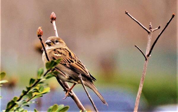 Bird Art Print featuring the photograph Bird in the Cold by Chuck Brown