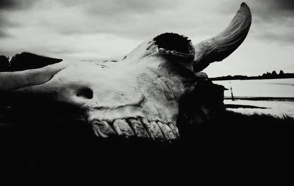 Bison Art Print featuring the photograph Bison Skull Black White by 'REA' Gallery