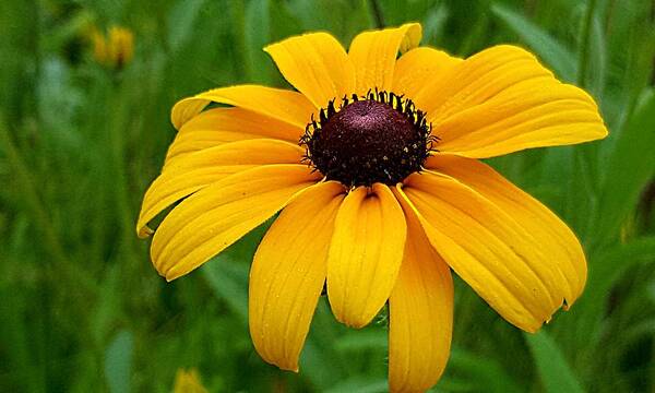 Lupins Art Print featuring the photograph Black Eyed Susan by Michael Graham