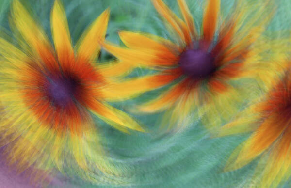 Flowers Art Print featuring the photograph Blanket Flower Bingo by Deborah Hughes