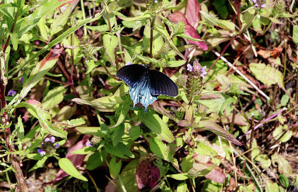 Butterfly Art Print featuring the photograph Blue Ridge Butterflies 2 by Matt Sexton