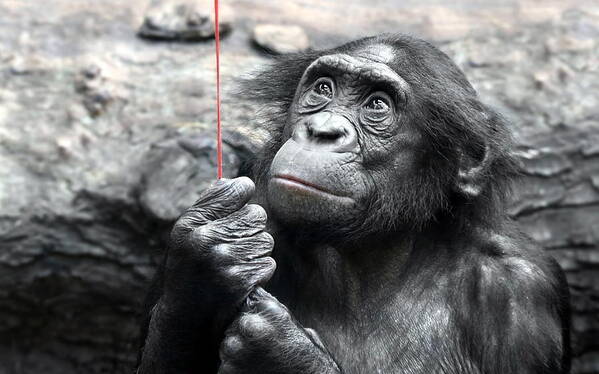 Bonobo Art Print featuring the digital art Bonobo by Super Lovely