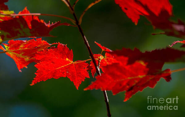 Cheryl Baxter Photography Art Print featuring the photograph Brilliant Red Maple Leaves by Cheryl Baxter